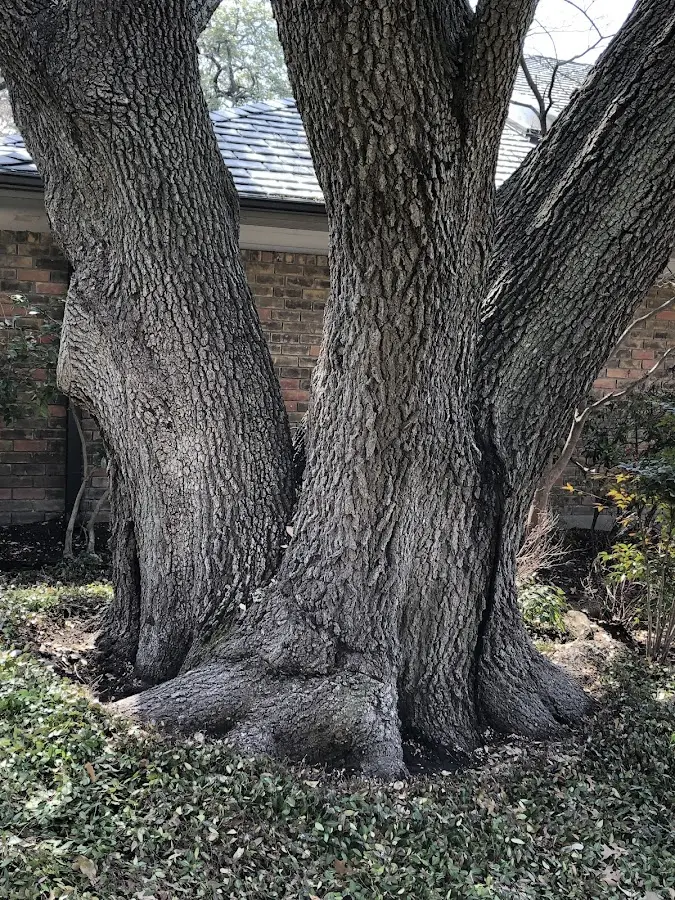 Mature heritage tree close to a Redvale property cared for by certified arborists